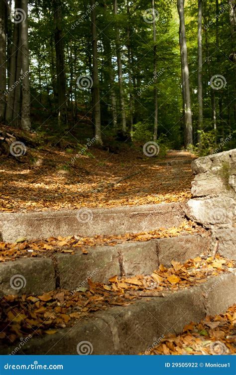 Stairs In Forest Stock Photo Image Of Natural Forest 29505922
