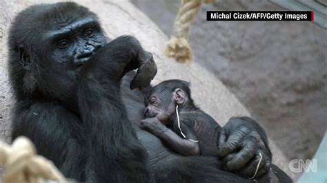 Gorilla Gives Birth To Surprise Baby Youtube