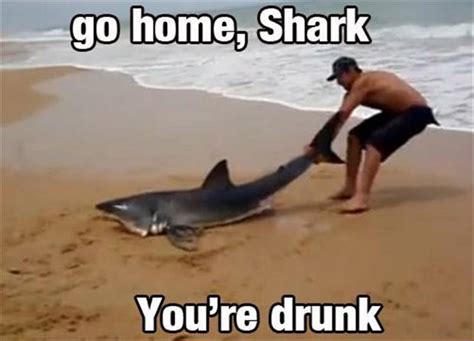 Go Home You Are Drunk Go Home Shark You Are Drunk