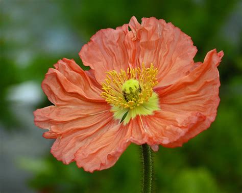 Iceland Poppy Cheerful Image For Another Cold Day In Calga Nancy