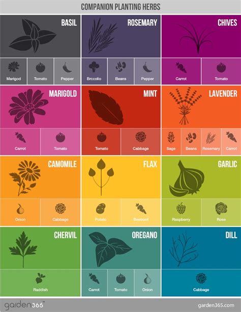 Friend Or Foe A Quick Overview About Companion Planting