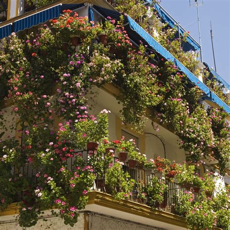 Flowering Plants For Sunny Balconies 10 Balcony Gardening Tips The
