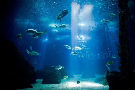 What Is On In Lisbon Lisbon Oceanarium São Mamede Art Gallery Blog