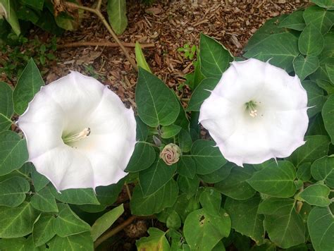 Moonflower Planted Where There Is Morning Shade Mine Stay Open Until