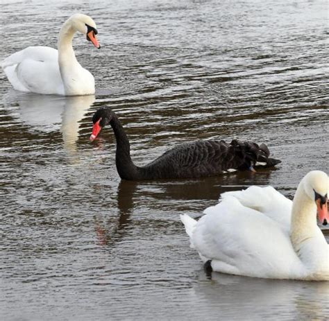 Seltener Gast Trauerschwan Mischt Sich Unter Weiße Schwäne Welt