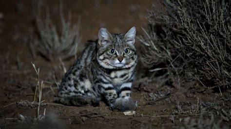 Black Footed Cat The Worlds Smallest And Deadliest Predator