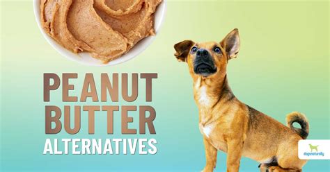 Try These Peanut Butter Alternatives For Dogs Dogs Naturally
