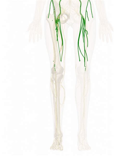 The Femoral Nerve Anatomy And 3d Illustrations