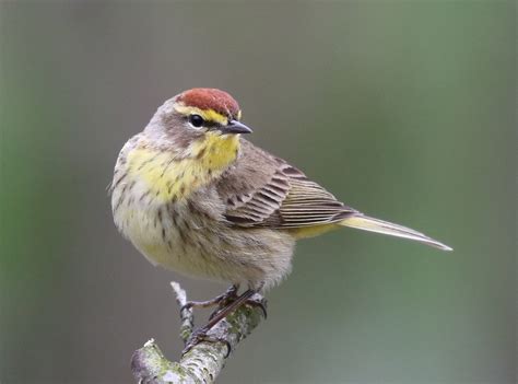 Win a free spot in the Cornell Lab's warbler identification course - eBird