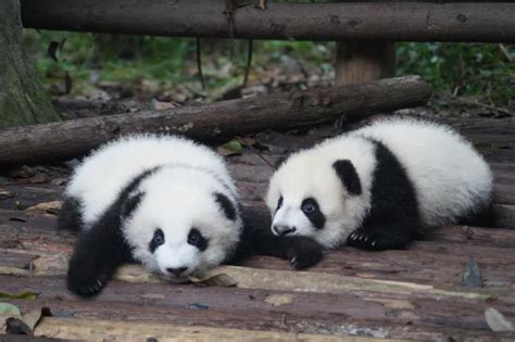 Au Zoo De Beauval La Femelle Panda Huan Huan A Donné Naissance à Des