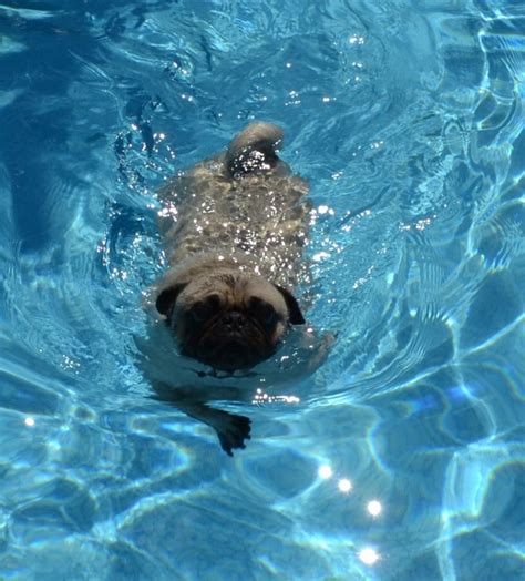 Image Result For Pug Swimming Cute Pugs Pugs Pet Pug