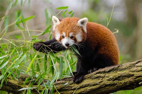 See more of sikkim on facebook. Sikkim Animals Name Red Panda / Pdf Red Panda Conservation ...
