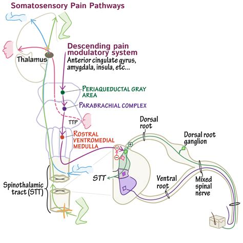 Neuroanatomy Glossary Pain Pathways Draw It To Know It