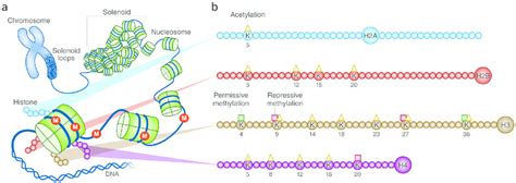 Chromatin Structure And Histone Modifications At N Terminal Histone