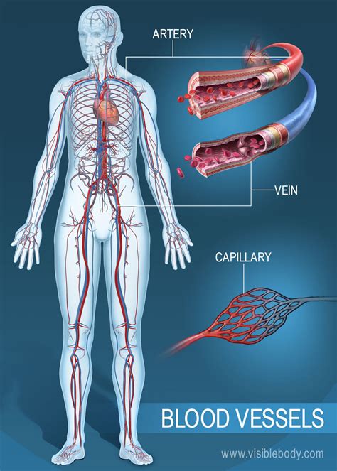 The Human Circulatory System Blood Vessels Types And Anatomy Of Artery