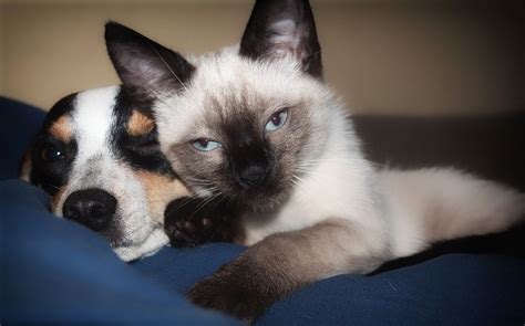 Glicemia Bassa Nel Cane E Gatto Cause E Cosa Fare Petsblog