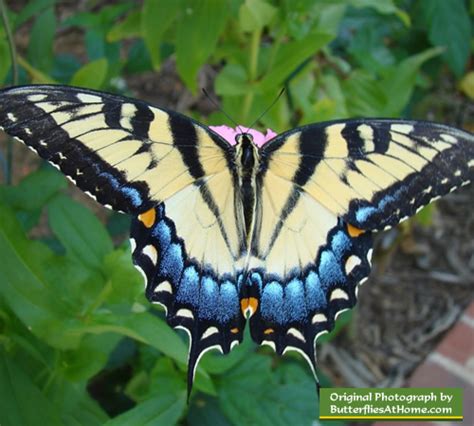Texas Butterflies Species Resources Texas Butterfly Centers