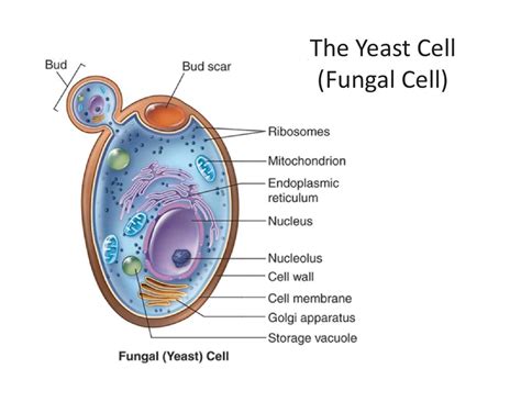 The Yeast Cell Fungal Cell Diagram Quizlet