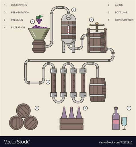 Wine Making Process Or Winemaking Process Vector Image
