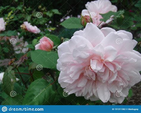 Summer Roses Stock Photo Image Of Roses Flowers Pink 151311362
