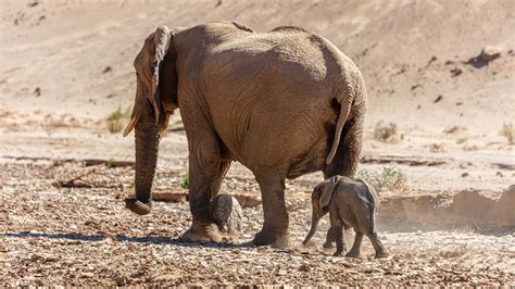 Wild Elephant Birth Wild Wednesdays Book Namibia