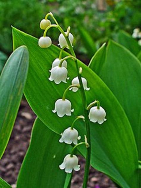 5 Lily Of The Valley Plants Convallaria Majalis Etsy Lily Of The