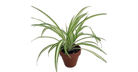 Ocean Spider Plant Best Indoor Hanging Plants Popsugar