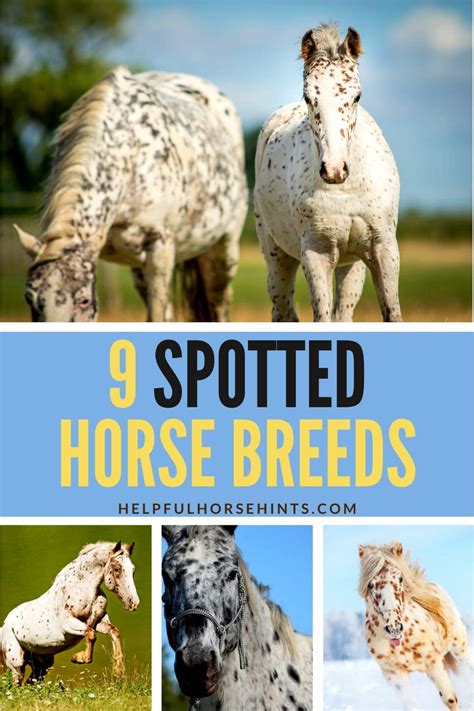 9 Spotted Horse Breeds Youll Love Helpful Horse Hints