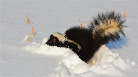 How Big Is A Skunk Hole Identification And Control Guide Pest