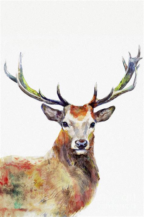 Watercolor Deer Painting By Dim Dom Fine Art America