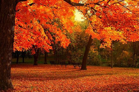 Hd Wallpaper Automne Campaign Fall Landscapes Leaf Nature Rain