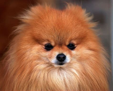 Pomeranian All Small Dogs Wallpaper 18774580 Fanpop