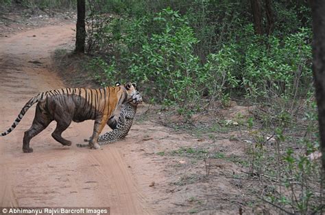 Dramatic Video Captures Tigress And Leopard In A Brutal Battle To The