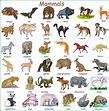 Learn English Vocabulary through Pictures: 500+ Animal Names - ESLBUZZ