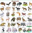 Animals in English Illustrated with Pictures - ESLBUZZ
