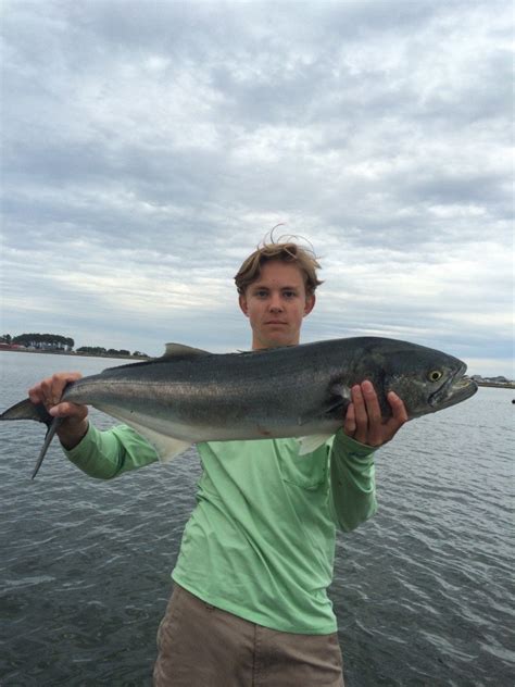 Big Bluefish Chesapeake Rock And Drum In The Surf Ocean City Md Fishing