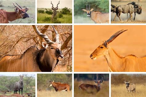 Top 10 Largest Antelope Species In The World