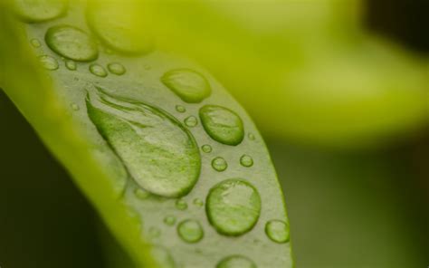 Green Leaf Macro Nature Water Drops Leaves Hd Wallpaper Wallpaper