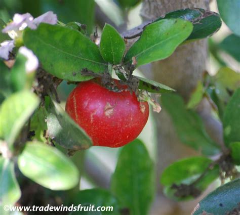 Acerola Barbados Cherry Malpighia Glabra M Punicifolia