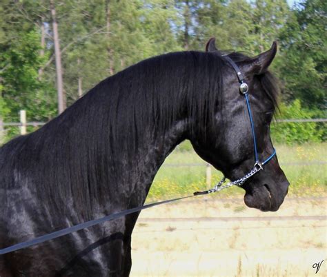 Black Shivas Black Arabian Stallion Beautiful Horses Horses Horse Pictures