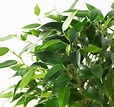 Fico beniamino - Ficus benjamina - Coltivazione e cura - Coltivo da me