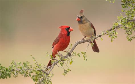 Northern Cardinal Audubon Field Guide