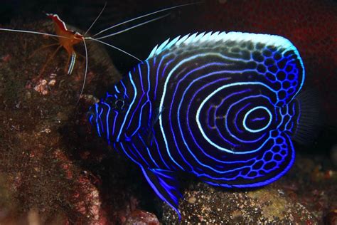 Top 22 Worlds Most Beautiful Fish Peces De Acuario Peces De Mar