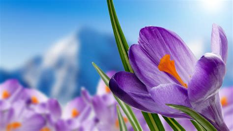 4k Springtime Wallpapers High Quality Download Free