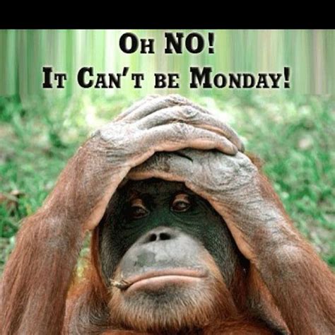 If you love these funny monkey jokes, why not swing on over to our sloth jokes, and all our other wildly funny animal jokes! Mondays | Monday humor quotes, Funny good morning quotes, Monday humor
