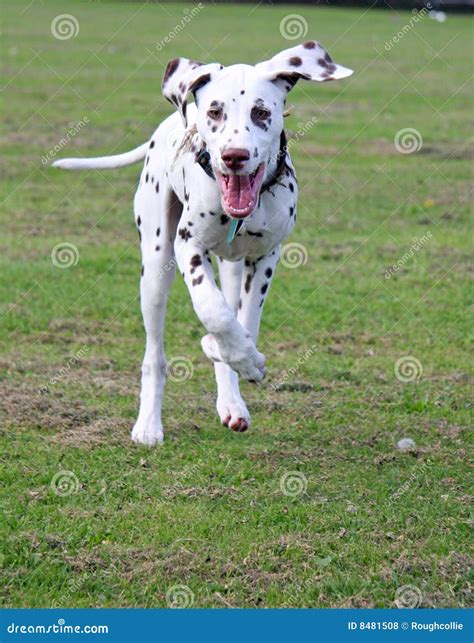 Two Dalmatians Running In The Park Royalty Free Stock Photo