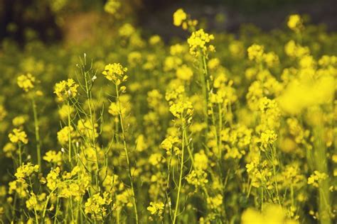 What Does A Mustard Plant Look Like Hunker