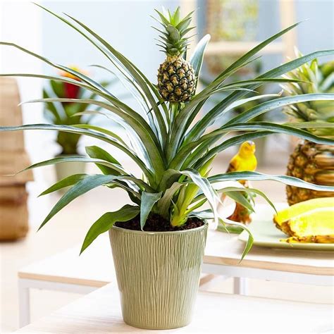Mothers Day Ananas Indoor Pineapple Plant Garden Plants