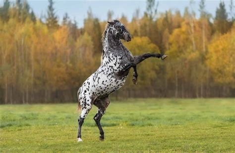 Discover The Top 20 Rarest Horse Breeds Az Animals