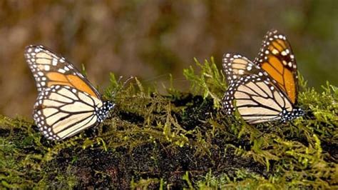 Monarch Butterfly Numbers Drop By Ominous 59 Cbc News